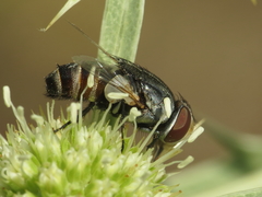 Protomiltogramma fasciata