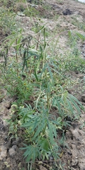Cannabis sativa spontanea