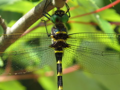Macromia