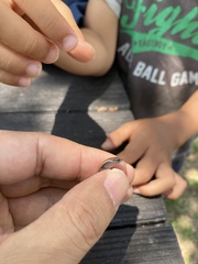 Ateuchosaurus pellopleurus