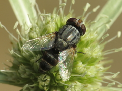 Protomiltogramma fasciata