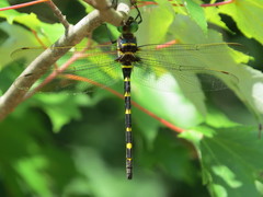 Macromia