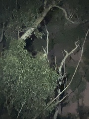 Pseudocheirus peregrinus