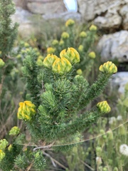 Aspalathus capitata