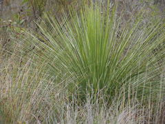 Xanthorrhoea platyphylla