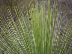 Xanthorrhoea platyphylla