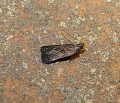 Dichomeris juncidella