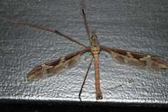 Tipula maxima