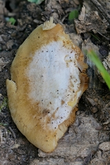 Crepidotus croceotinctus