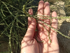 Salsola tamariscina