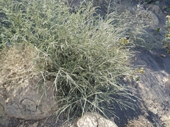 Salsola tamariscina
