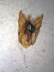 Aleochara obscurella