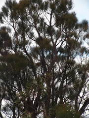 Allocasuarina fraseriana