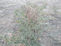 Sophora alopecuroides