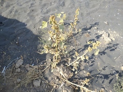Xanthium orientale riparium