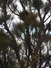 Allocasuarina fraseriana