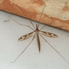 Acutipula