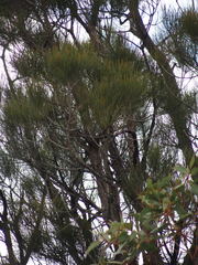 Allocasuarina fraseriana