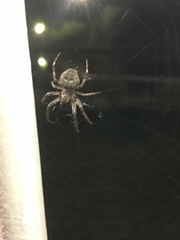 Larinioides