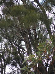 Allocasuarina fraseriana