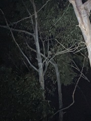 Pseudocheirus peregrinus