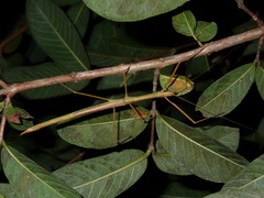 Rhamphosipyloidea