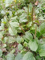 Plantago major