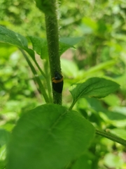 Phymatostetha deschampsi