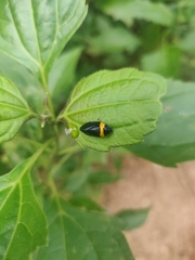 Phymatostetha deschampsi