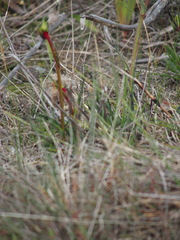 Anigozanthos bicolor decrescens