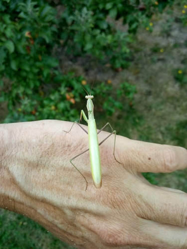 European Mantis