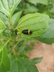 Phymatostetha deschampsi