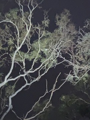 Pseudocheirus peregrinus