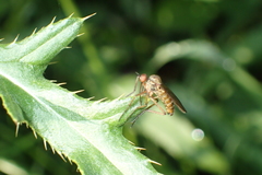 Empis livida