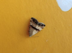 Pseudozarba bipartita