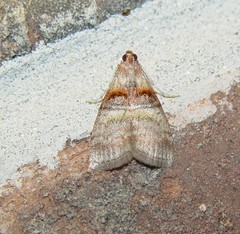 Pococera militella