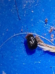 Geocoris erythrocephalus