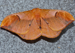 Goodia kuntzei