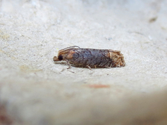 Eucosma ochroterminana