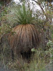 Xanthorrhoea platyphylla