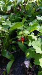 Ribes marshallii