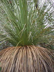 Xanthorrhoea platyphylla