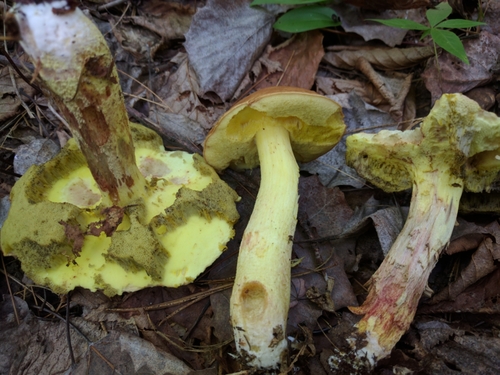 Smoothish-stemmed bolete