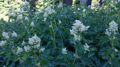 Koenigia phytolaccifolia