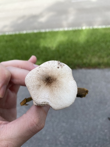 Leucoagaricus americanus image