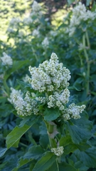 Koenigia phytolaccifolia