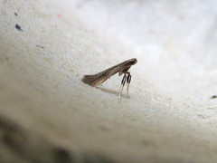 Caloptilia hypericella