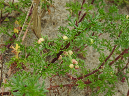 Rhopalomyia baccarum