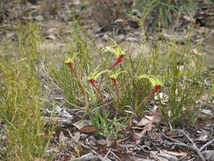 Anigozanthos bicolor decrescens