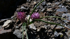 Allium siskiyouense